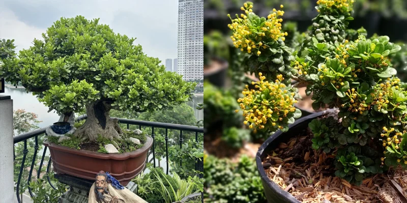 Cây Ngâu (Cây Hoa Ngâu): Ý nghĩa, tác dụng, và hình ảnh đẹp