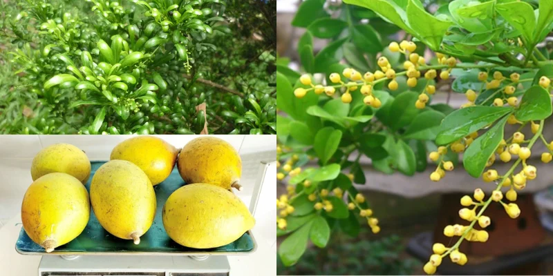 Tác dụng công năng của Cây Ngâu