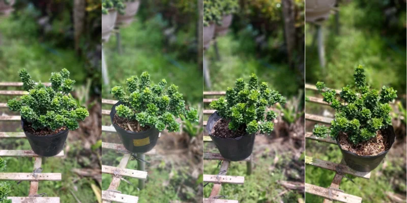 Ý nghĩa trong Phong Thủy của Cây Ngâu