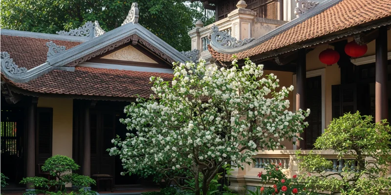 Hình ảnh đẹp của Cây Ngâu
