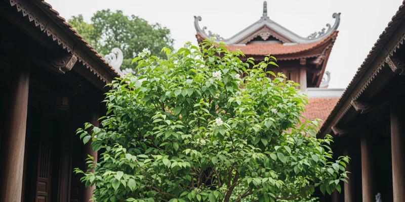 Hình ảnh đẹp của Cây Ngâu