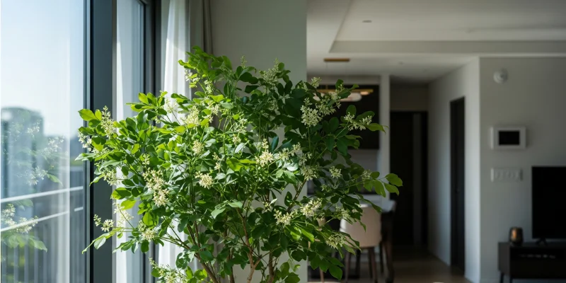 Hình ảnh đẹp của Cây Ngâu