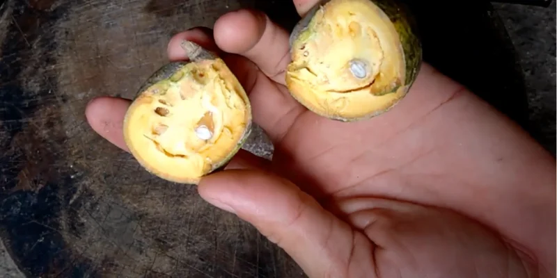 Bên trong quả Ngâu (Trái Ngâu)