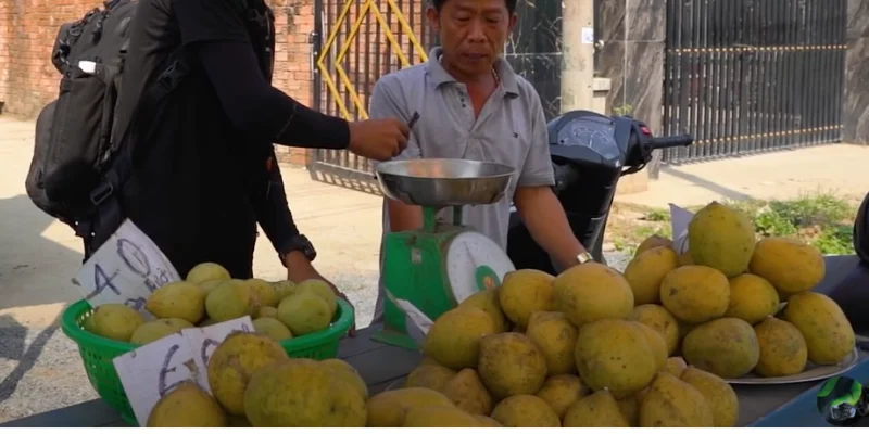 Mua quả ngâu